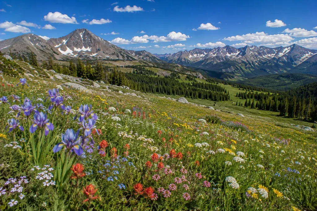 Alpine meadow filled with diverse native wildflowers