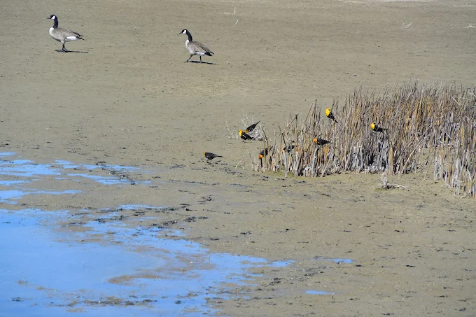 Birdwatching Paradise