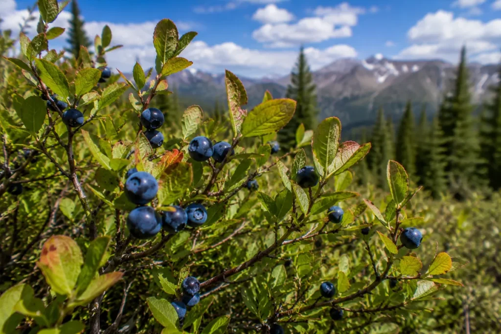 Huckleberry (Vaccinium species)