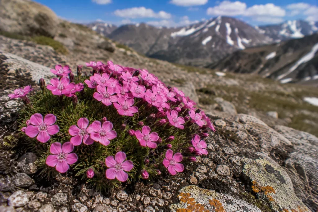 Moss Campion (Silene acaulis)