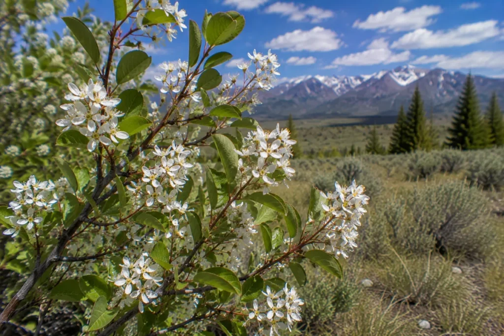 Serviceberry (Amelanchier alnifolia)