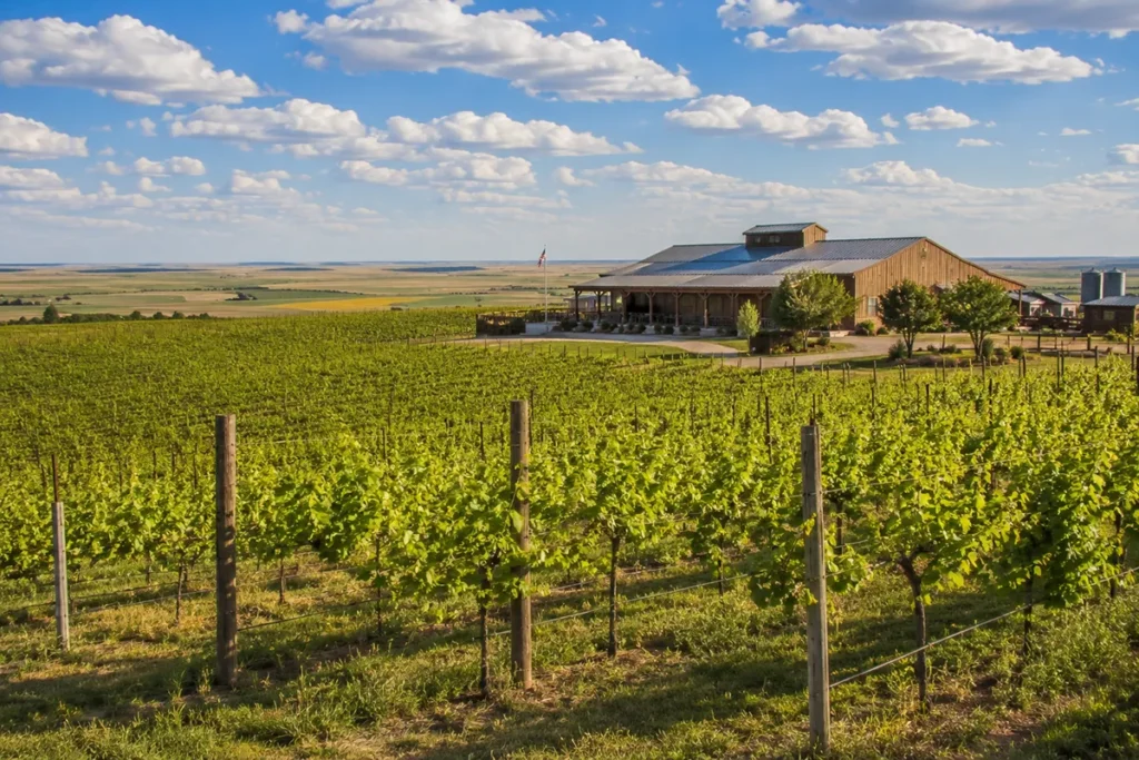 Tongue River Winery vineyard near Miles City Montana with rows of grapevines and eastern Montana sky