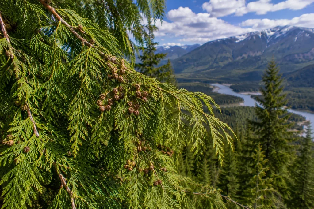 Western Red Cedar (Thuja plicata)