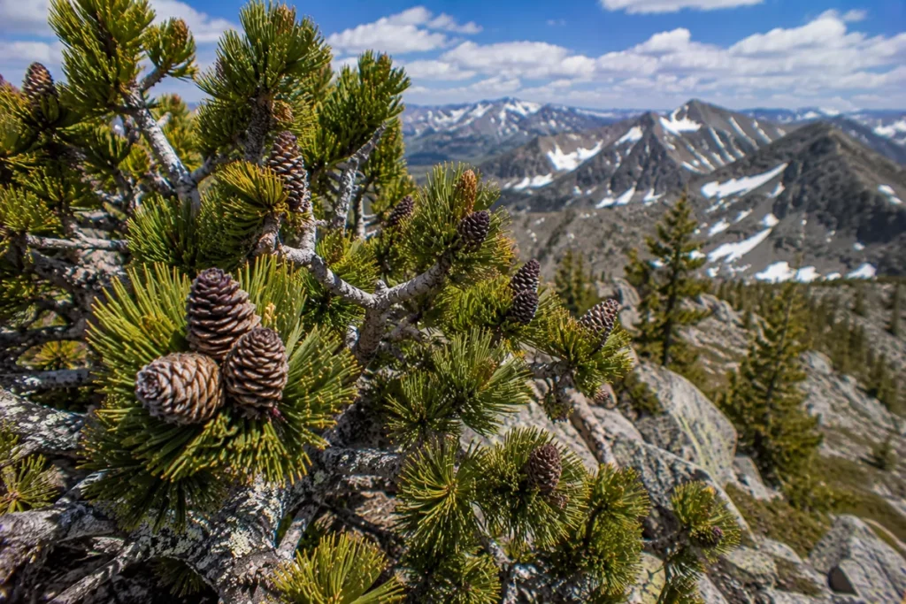 Whitebark Pine (Pinus albicaulis)