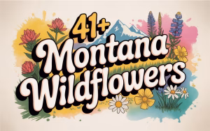 41+ Montana Wildflowers