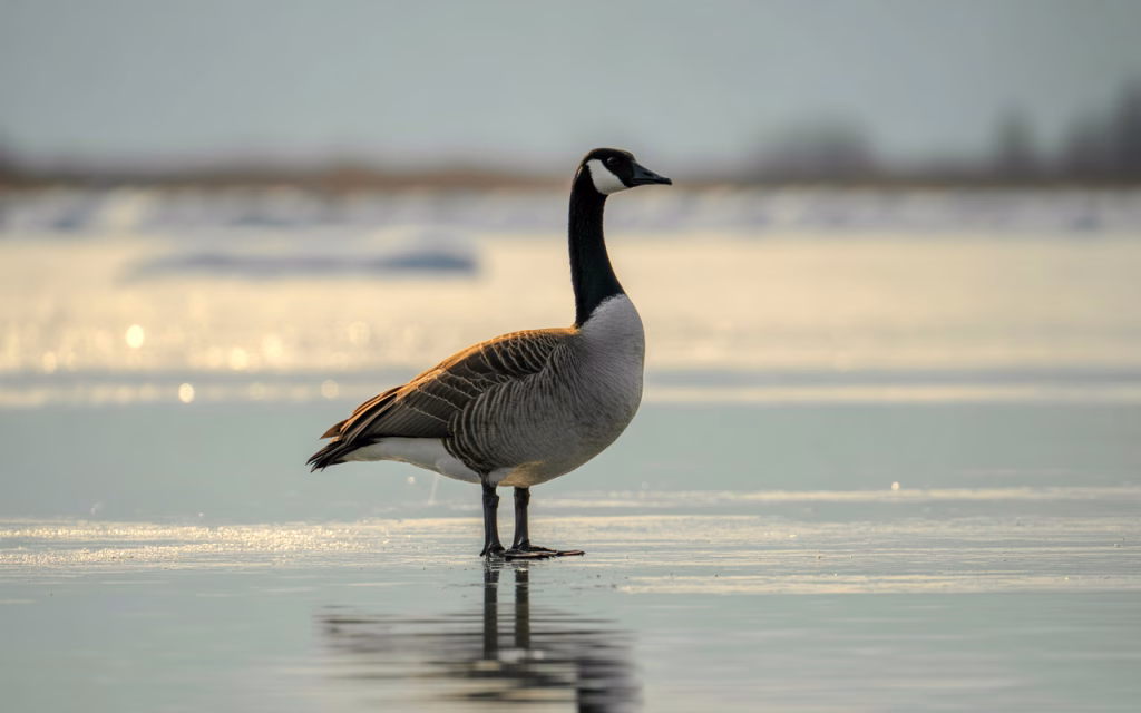 Canada Goose