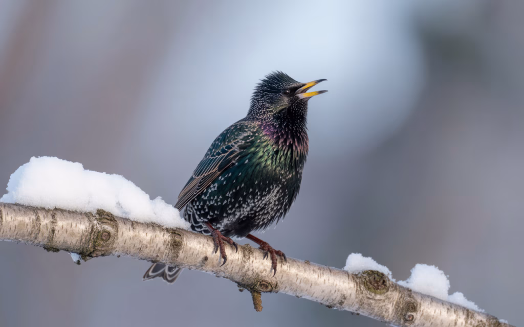European Starling