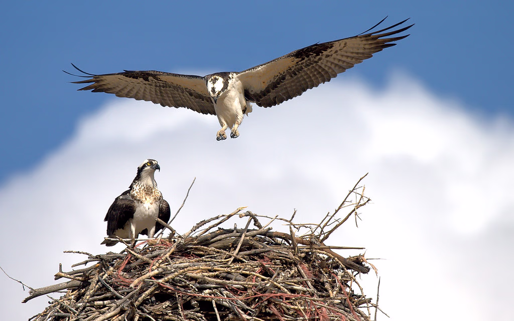 Montana Osprey