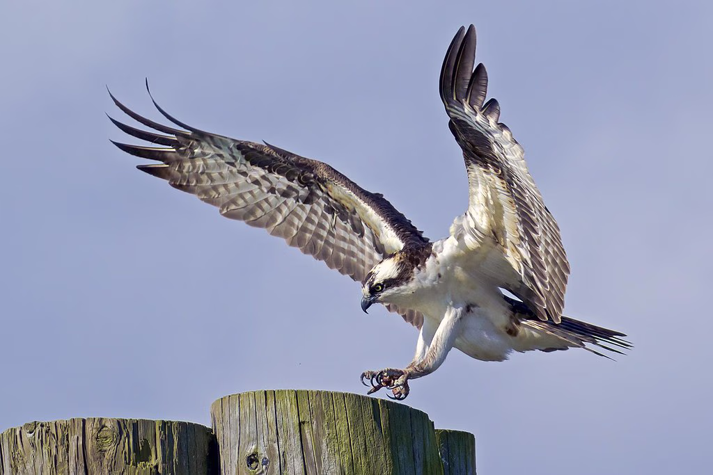 Montana Osprey