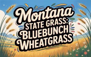 Montana State Grass