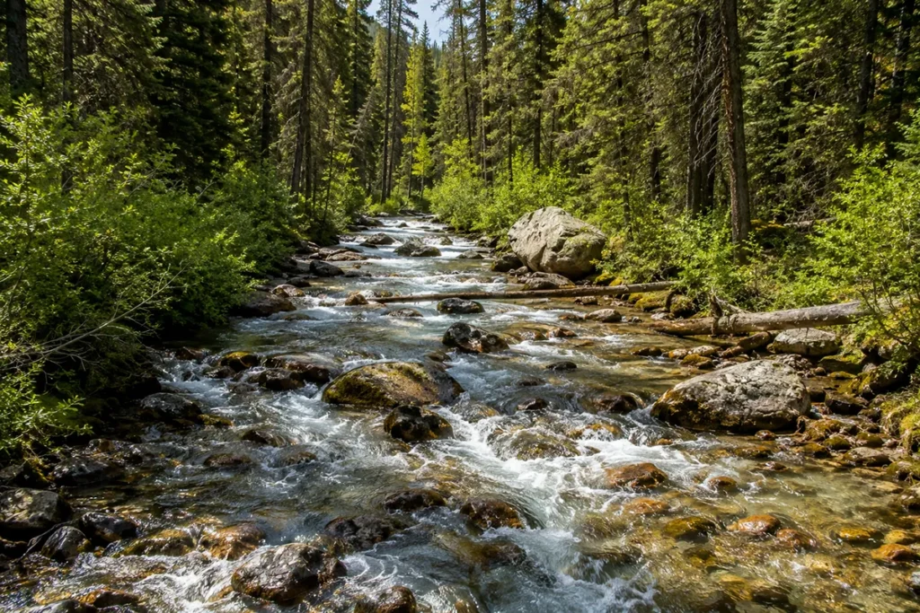Dead Man Creek flowing through Helena National Forest Lewis and Clark County Montana with riparian forest