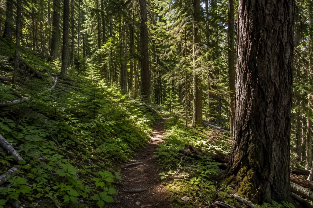 Helena National Forest trail through Douglas fir forest in Lewis and Clark County Montana