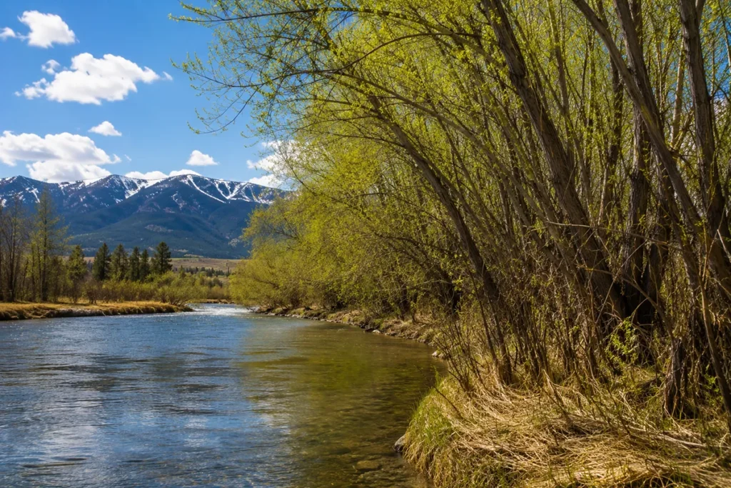 Willow grove along a Montana river with mountains in background, ideal mourning cloak habitat