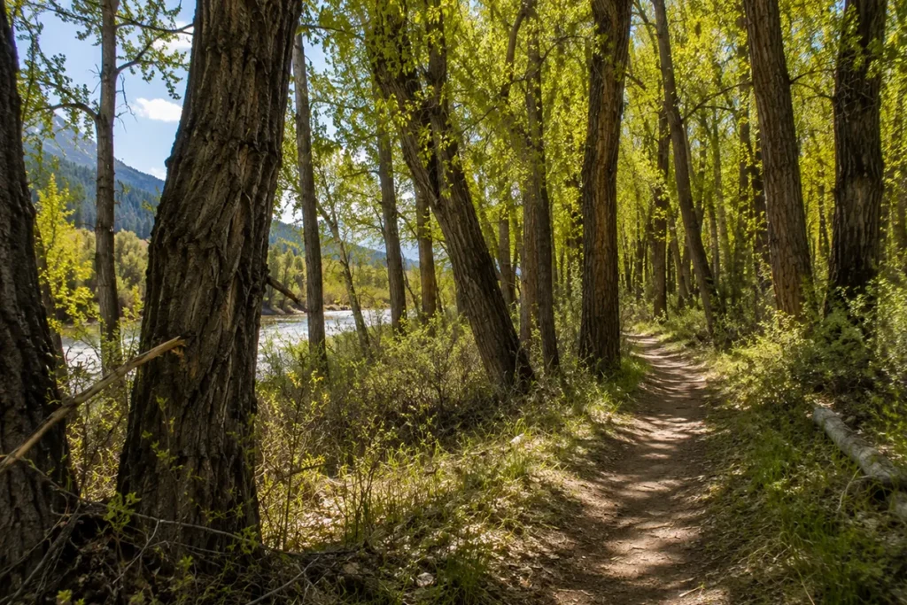 Trail through Montana cottonwood forest with dappled sunlight, showing typical mourning cloak habitat