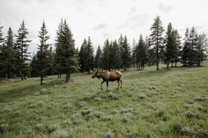 Read more about the article 10 Day Montana Family Vacation Itinerary: Epic Route