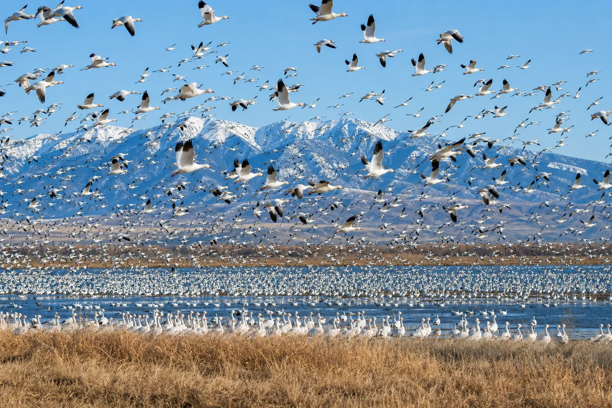 Read more about the article 37 Montana Bird Species: A Complete Field Guide for 2024