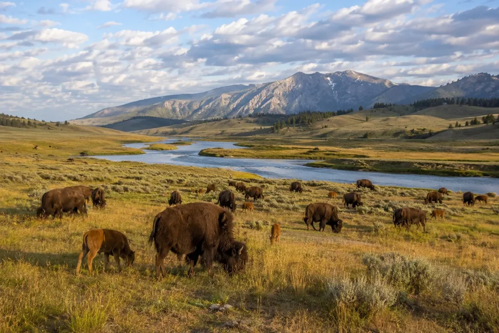 Bison herd in the Lamar Valley of Yellowstone National Park with the Lamar River and mountains in the background