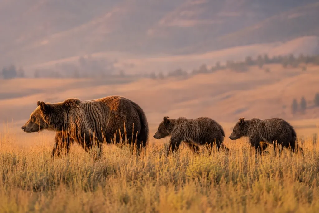 Grizzly bear and cubs walking through tall grass in Lamar Valley Yellowstone