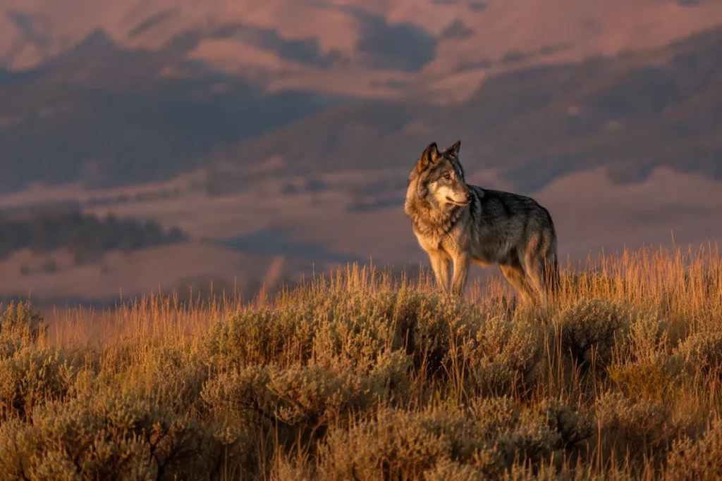 Gray wolf standing on a ridge in Lamar Valley Yellowstone at sunrise