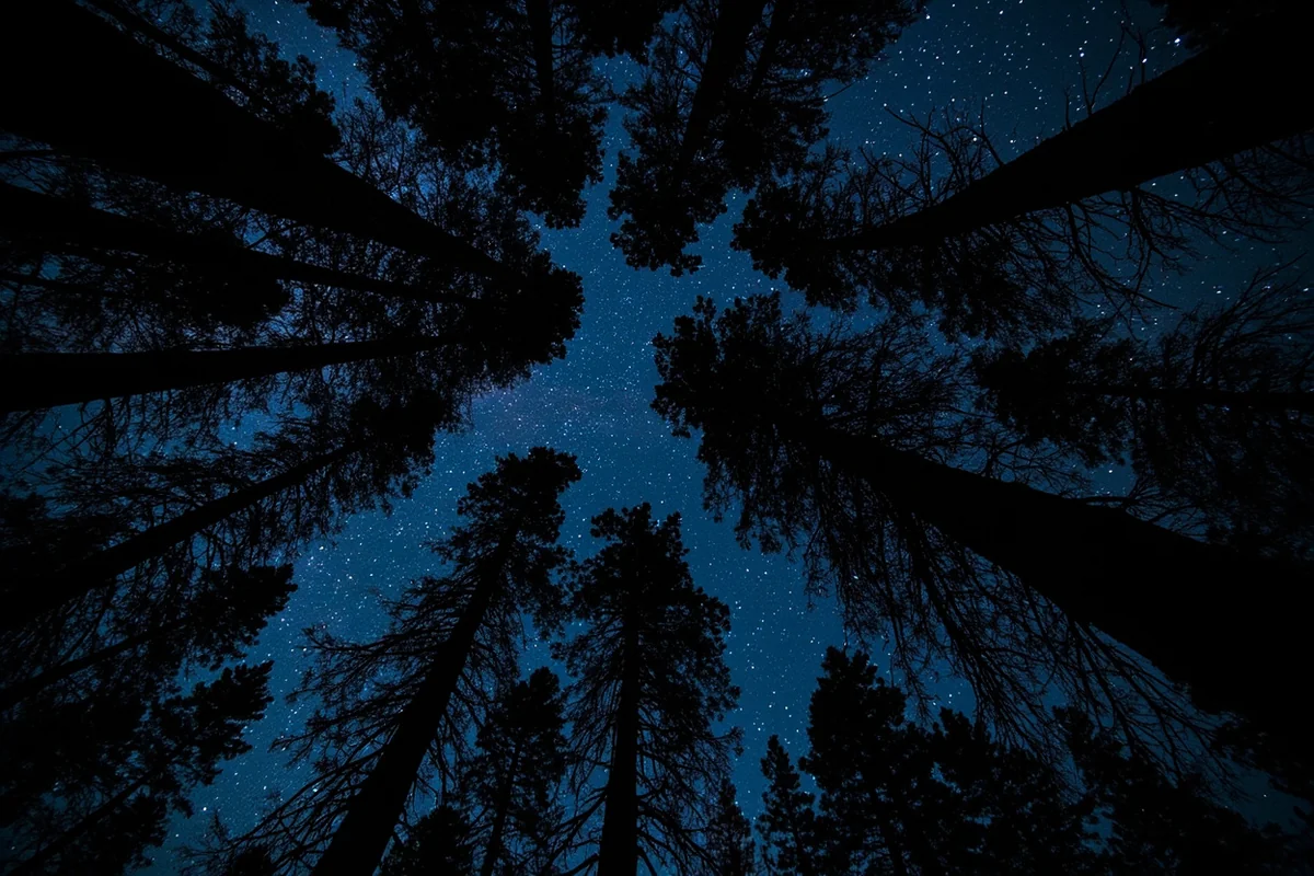 Ancient cedar trees with starry sky visible through canopy gaps