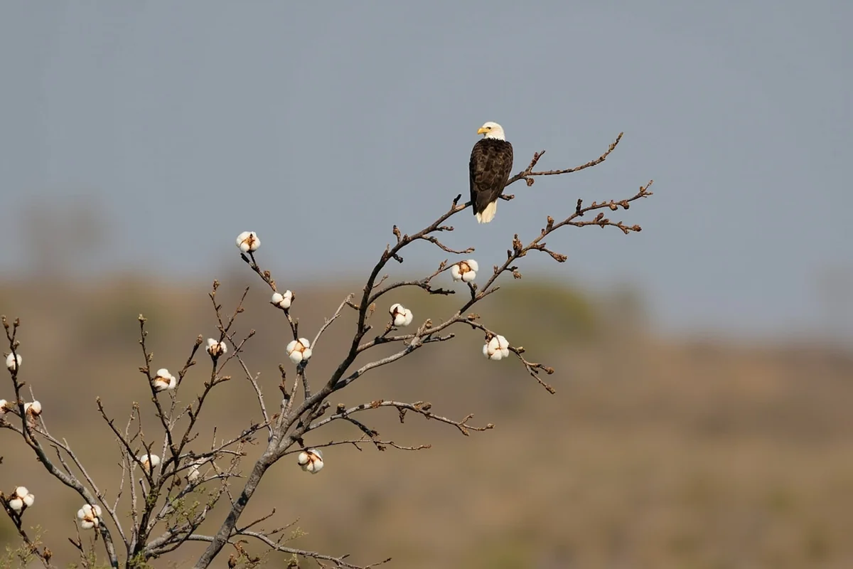 Bald eagle perched on cottonwood branch at Lee Metcalf National Wildlife Refuge