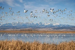 Read more about the article Benton Lake Wildlife Refuge: A Complete Visitor Guide