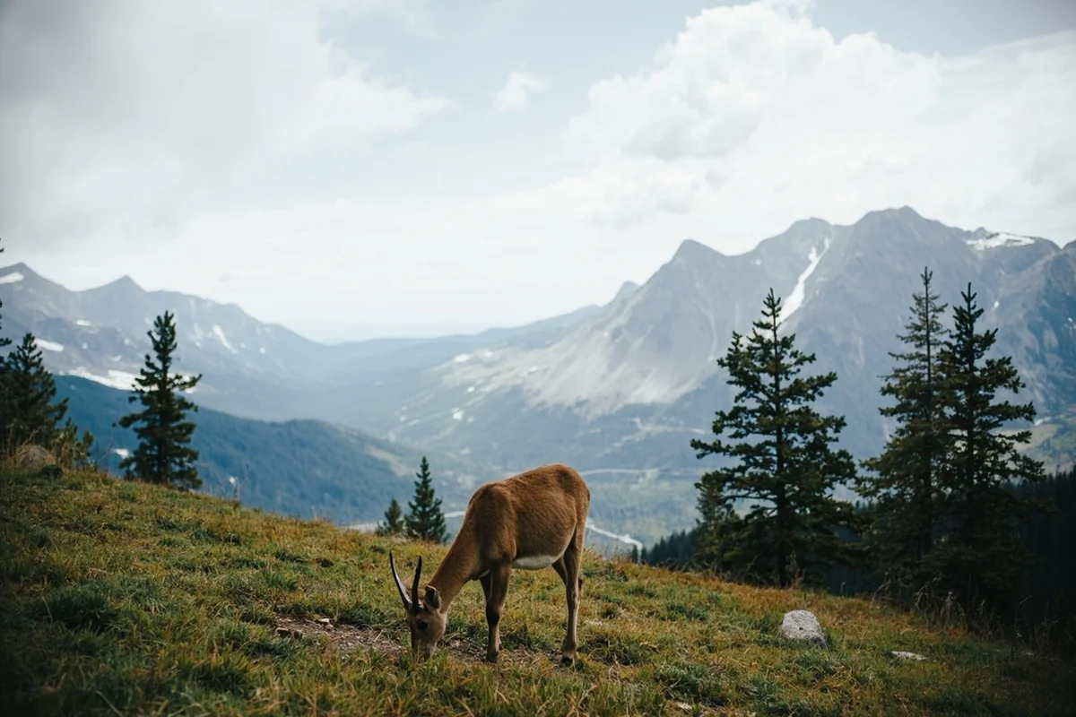 Read more about the article Big Sky Adventures: Best Montana Vacations Guide 2026