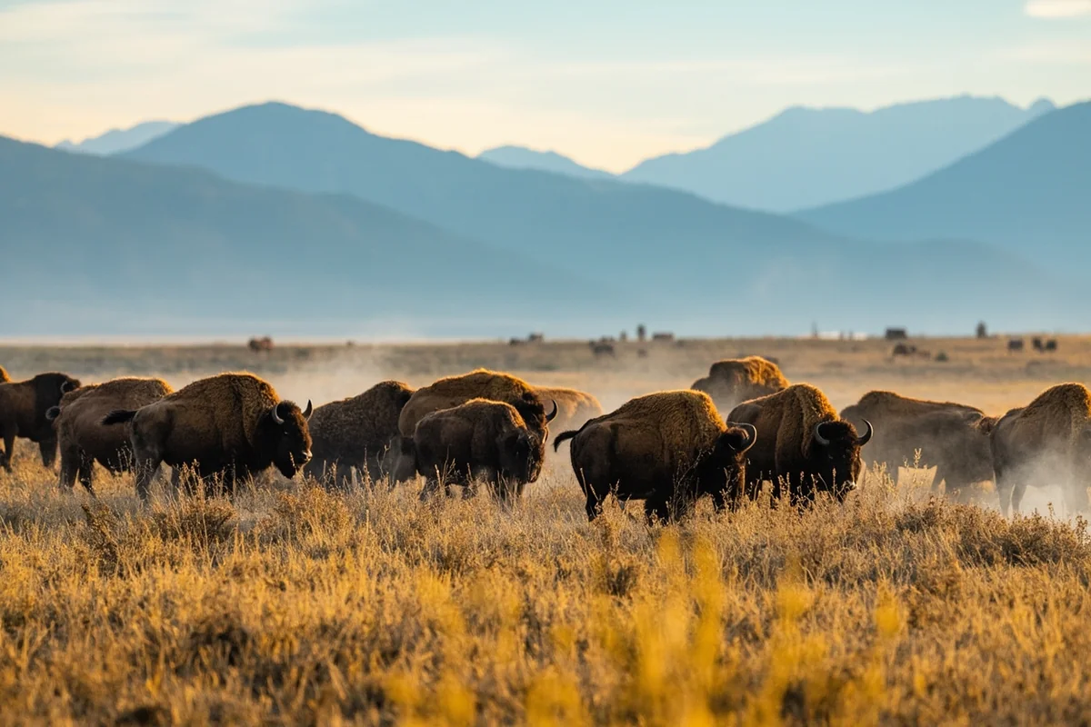 Bison herd at National Bison Range with Mission Mountains in background