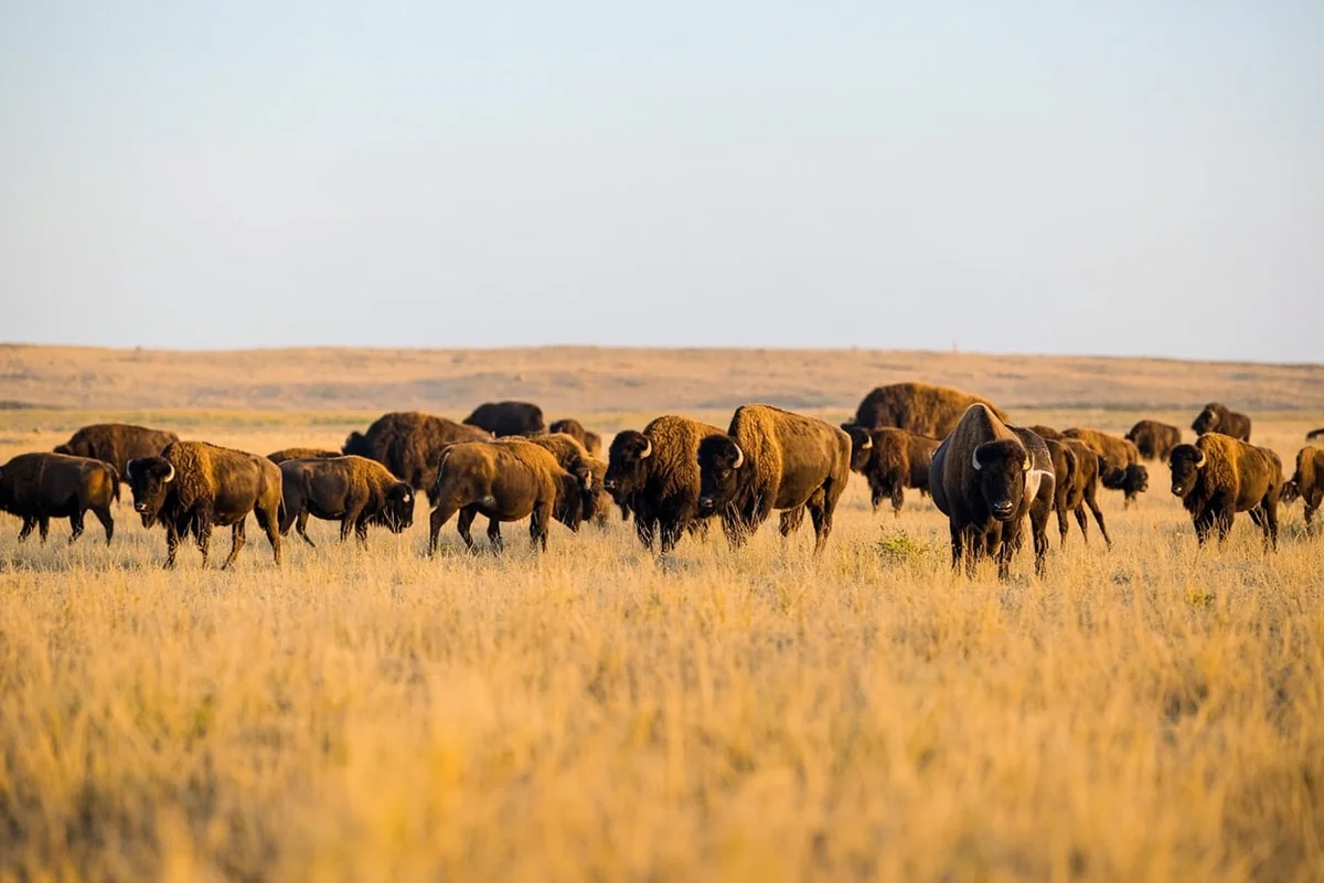 Bison herd grazing in Theodore Roosevelt National Park's North Unit