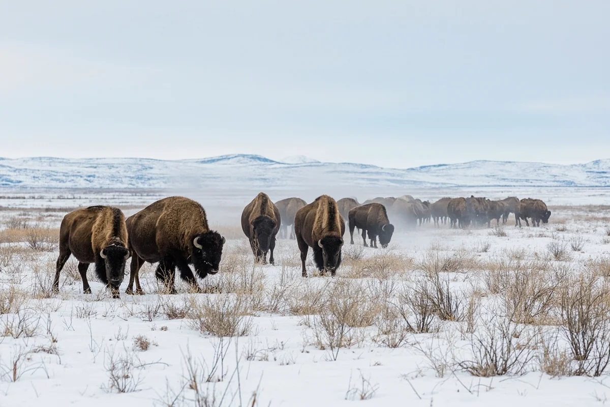 Bison herd in Yellowstone's Lamar Valley with snow-covered landscape