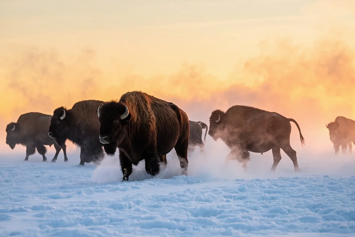 Bison herd moving through deep snow in Lamar Valley at sunrise with steam rising from their bodies