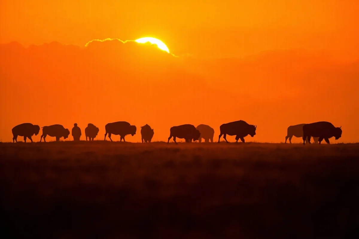 Bison herd silhouetted against orange sunset sky