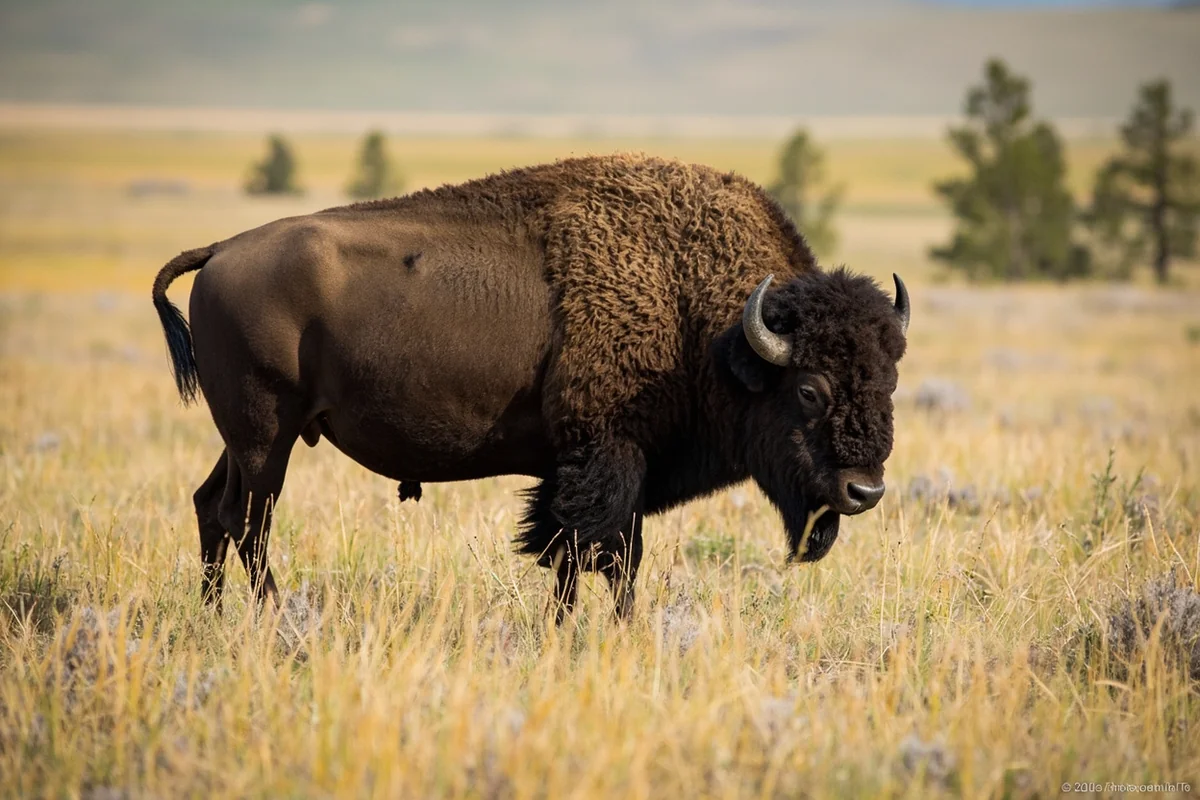 Bison in Yellowstone with clear distance between the animal and any visitors in frame