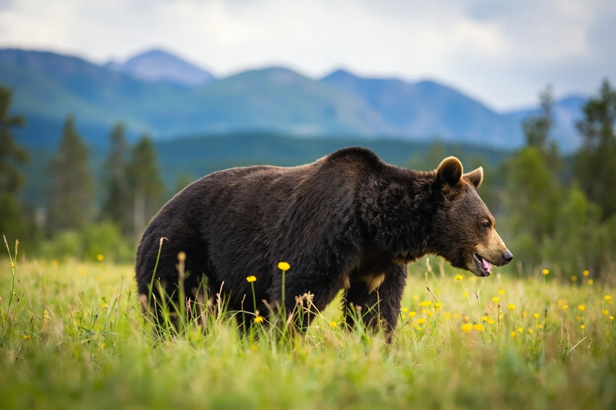 Black bear foraging in meadow near Going-to-the-Sun Road with forest and mountains in background