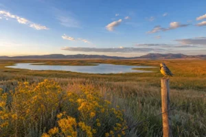 Read more about the article Black Coulee Wildlife Refuge: Montana’s Hidden Prairie Gem