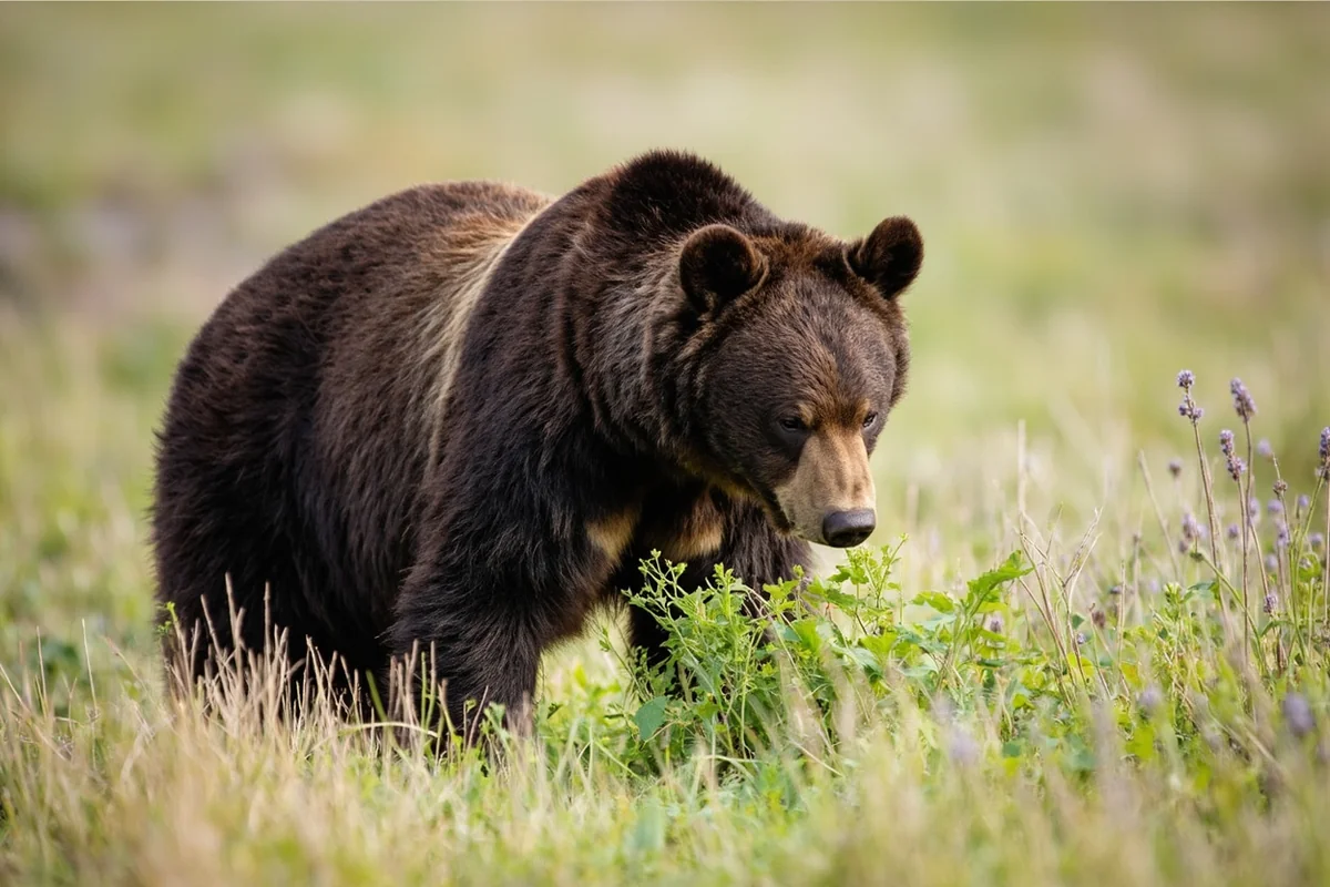 Chocolate-phase black bear feeding on spring vegetation in open Montana mountain terrain