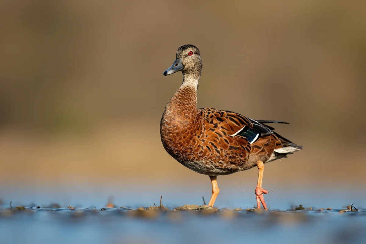 Cinnamon Teal drake showing its distinctive russet plumage on a marsh edge