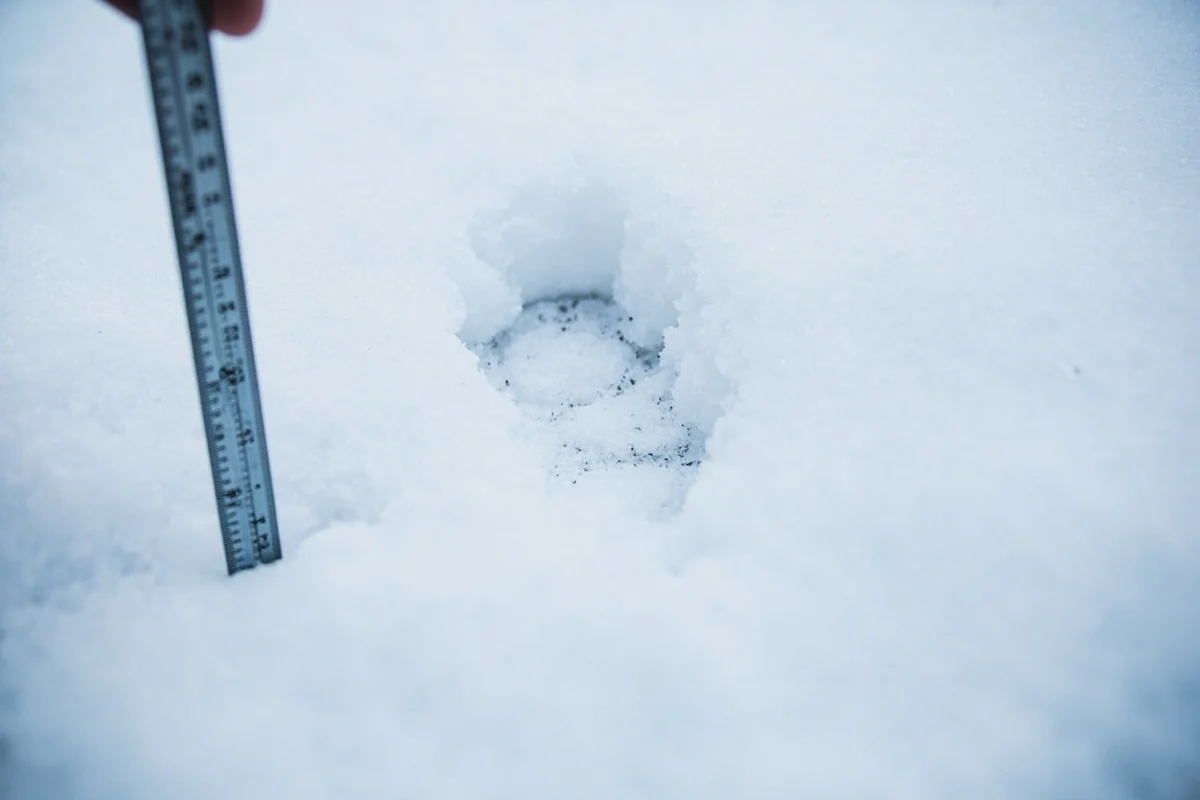 Close-up of lynx tracks in fresh Montana snow next to a ruler or hand for scale