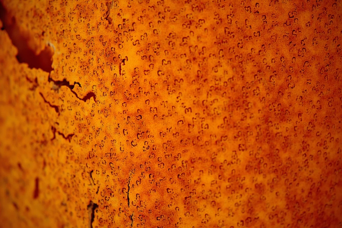 Close-up of ponderosa pine bark showing distinctive orange puzzle-piece pattern