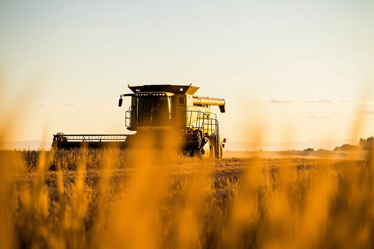 Combine harvester working golden wheat fields in Montana's Golden Triangle region