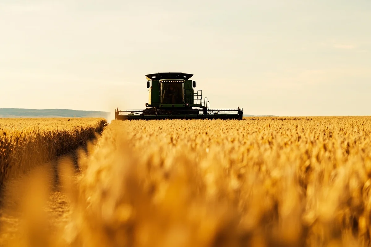 Combine harvester working in Montana wheat field during harvest season