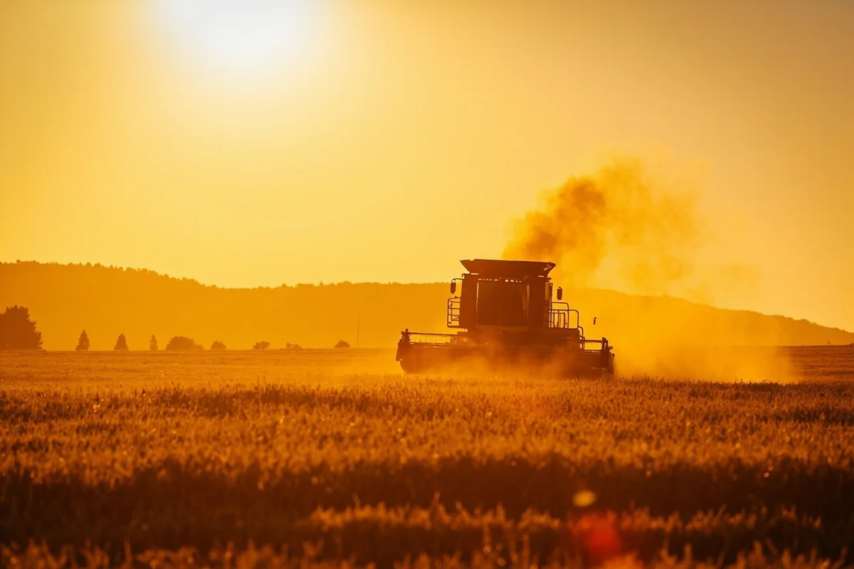Combine harvester working through golden wheat field near Conrad during late August harvest, with dust cloud visible against setting sun