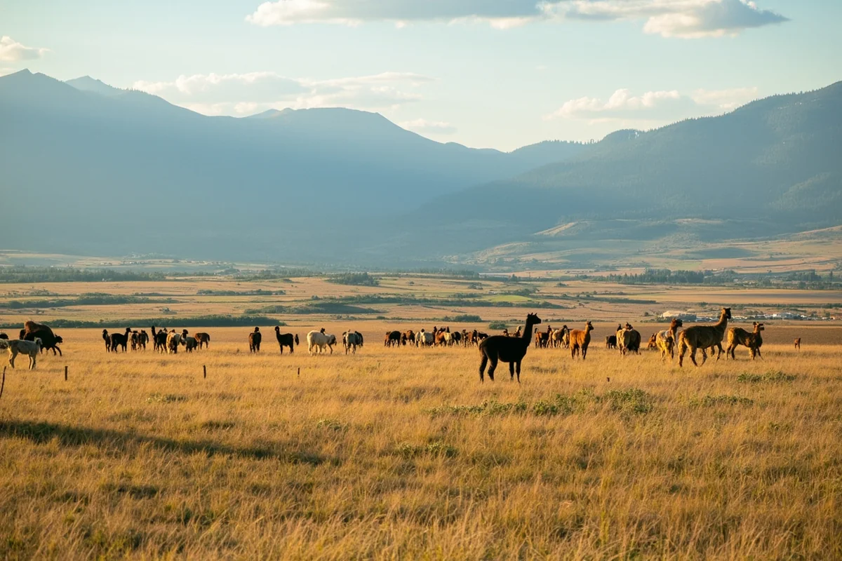Comparison shot of Montana landscape with alpaca farm