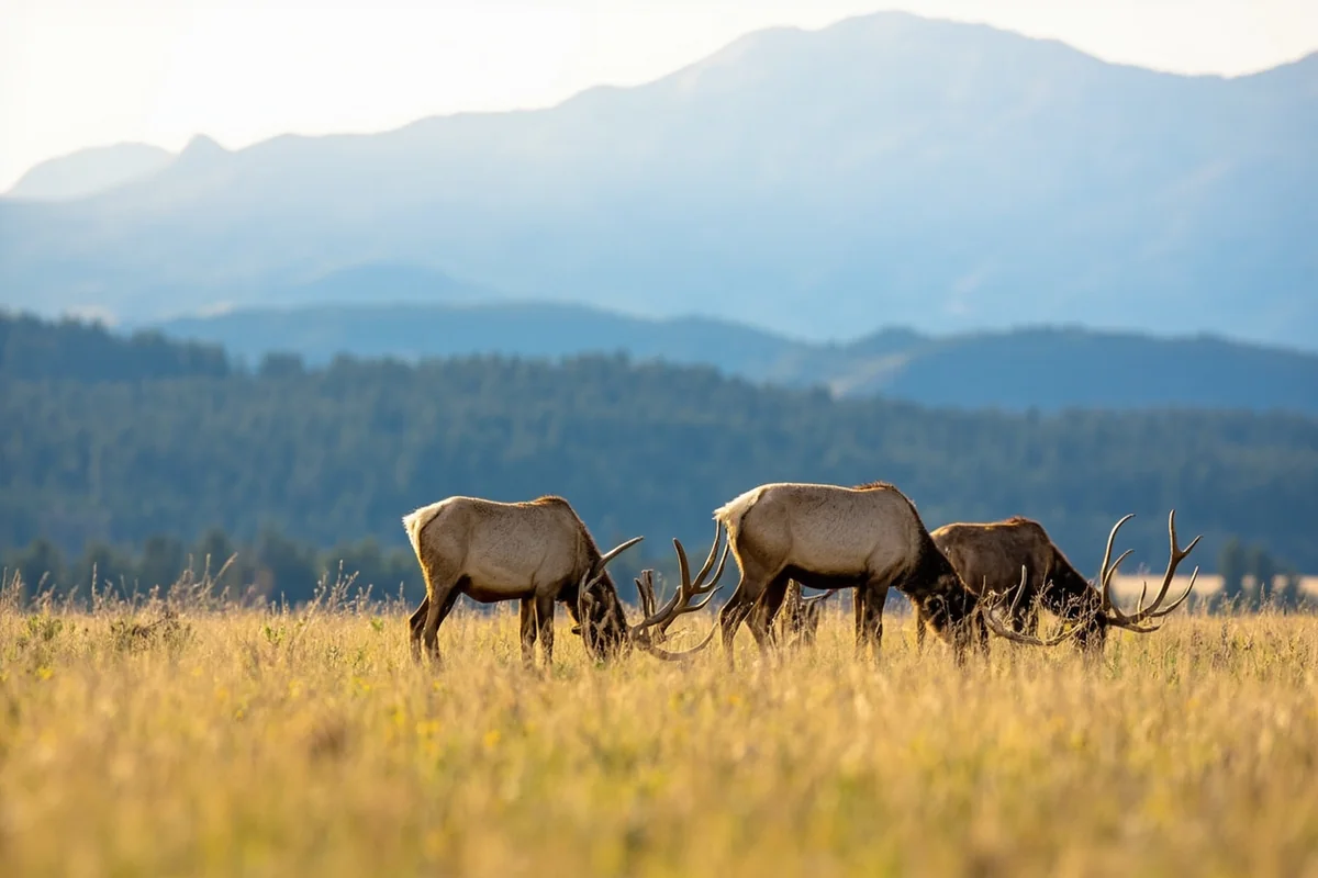 Elk grazing in a meadow near Red Lodge with mountains in background