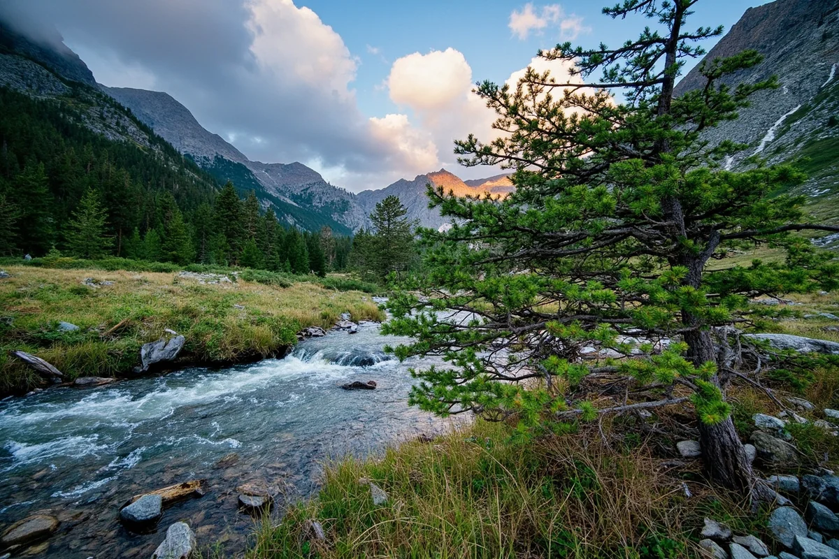 Engelmann spruce with narrow crown beside mountain stream in subalpine setting