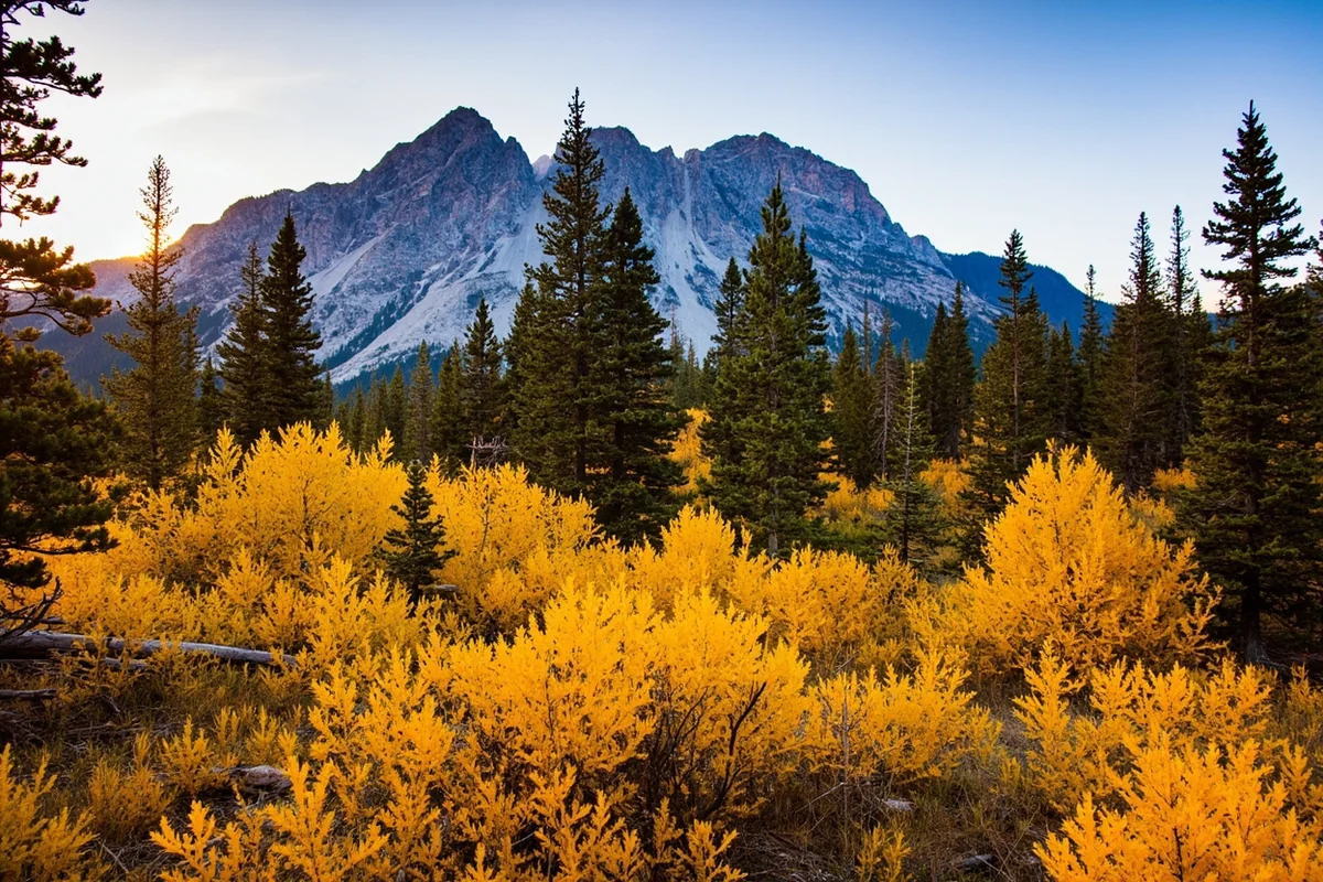 Fall colors in Montana's larch forests with golden needles against mountain backdrop