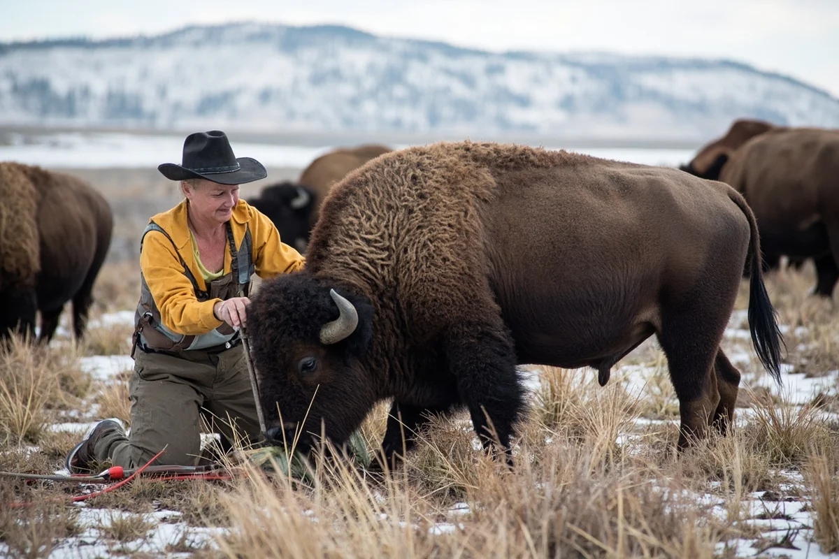Field processing of harvested bison with snowy Montana landscape in background