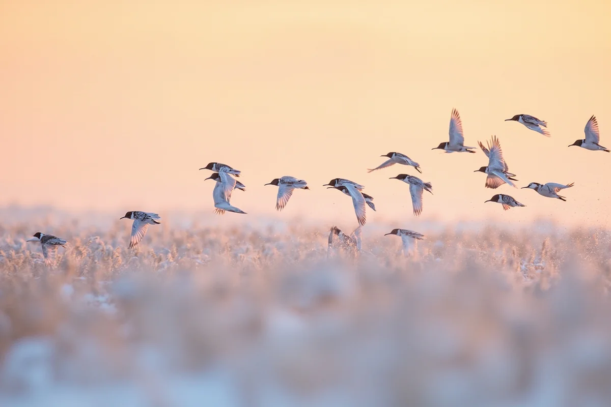 Flock of snow buntings taking flight over a snow-covered wheat field at sunrise