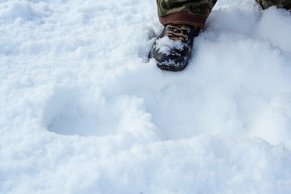 Fresh mountain lion tracks in Montana snow with hunting boot for scale