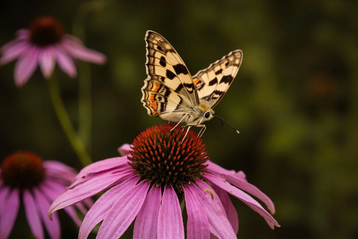 Garden tiger moth on purple coneflower, displaying bold cream and brown spotted wing pattern